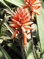 Aloe littoralis (fam Asphodelacees) (Afr. tropicale) (1) (Photo F. Mrugala)